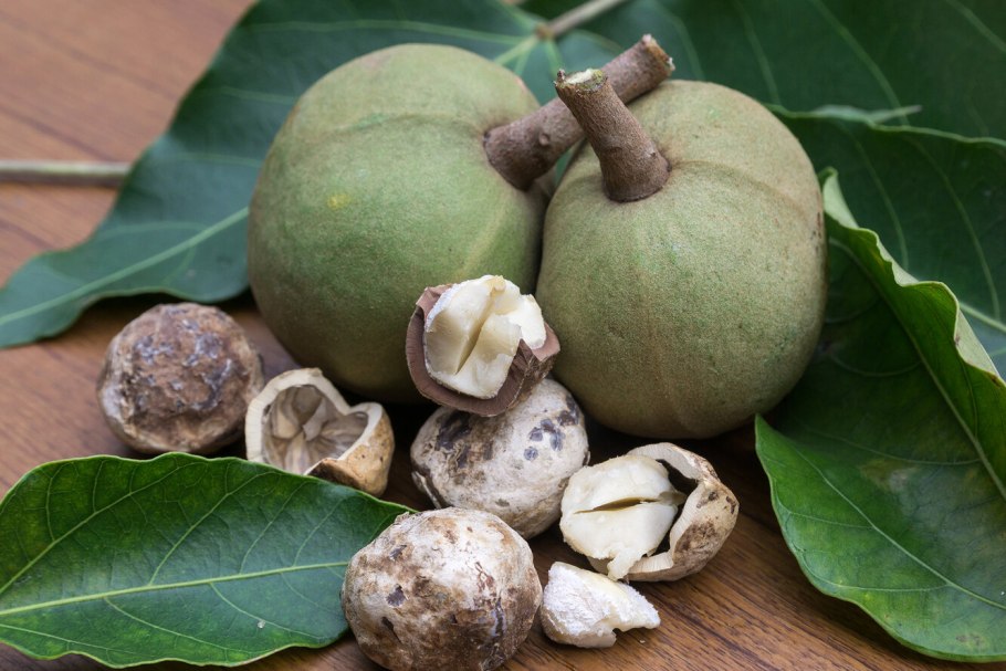 Королевский орех макадамия