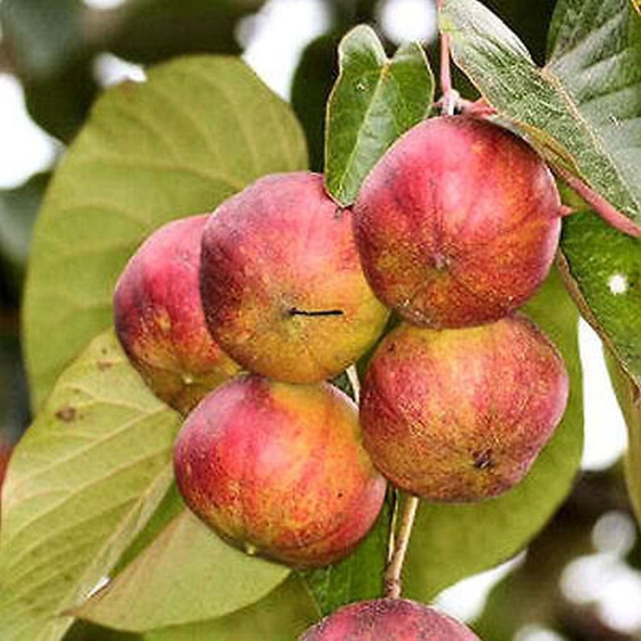 Тунговое дерево плоды