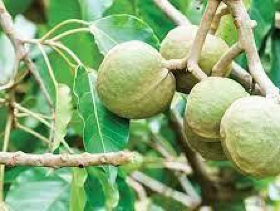 Тропическая гуава