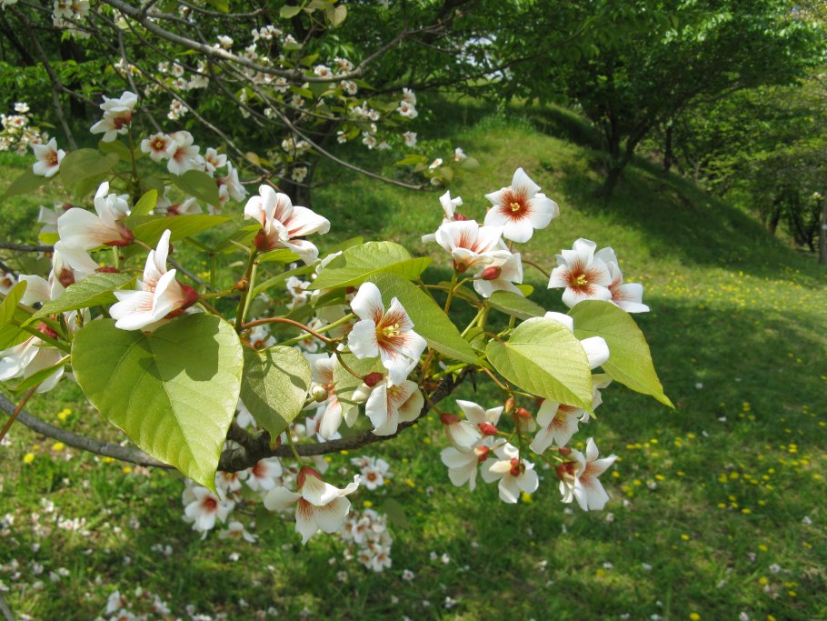 Тунг Форда дерево