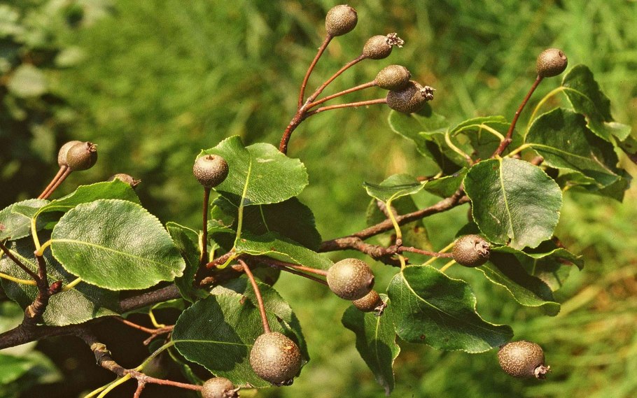 Тунговое дерево в Абхазии