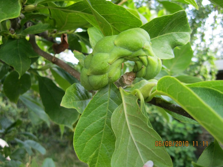 Ядовитые плоды Абхазии