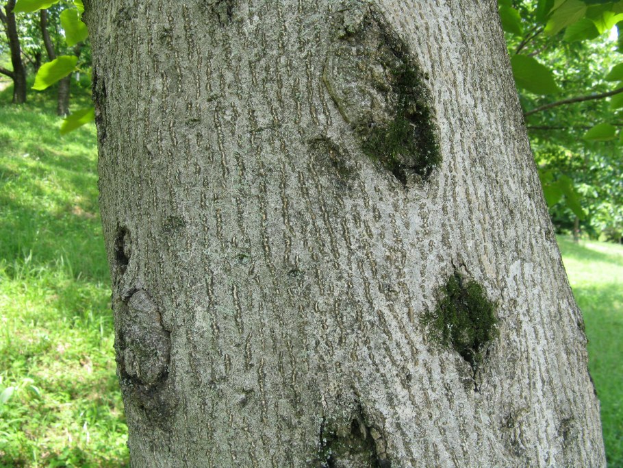 Тунг трехсемянный