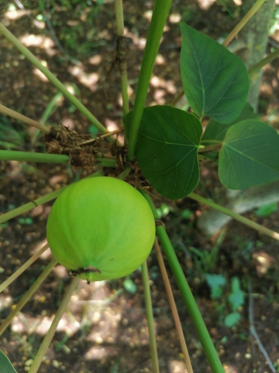 Тунг дерево