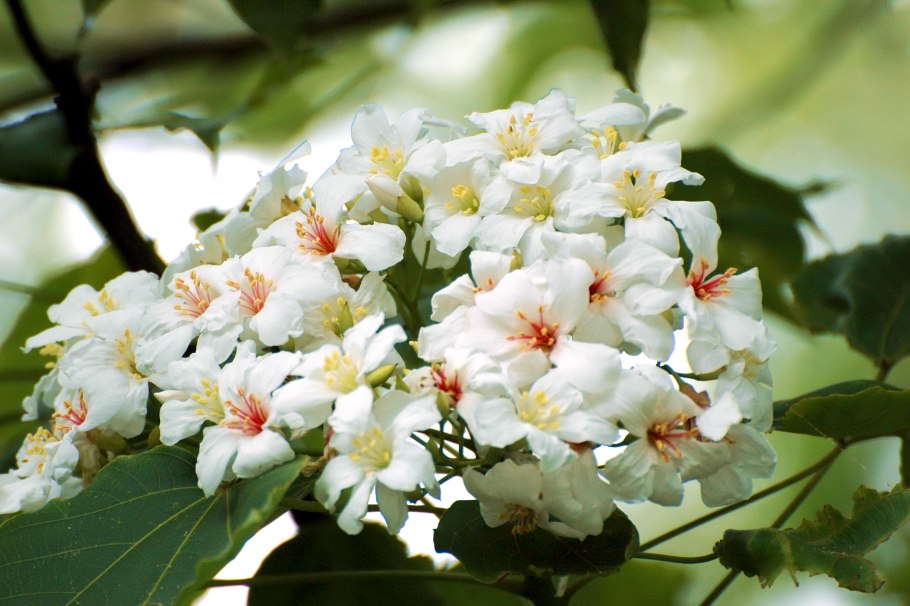 Тунг Форда дерево