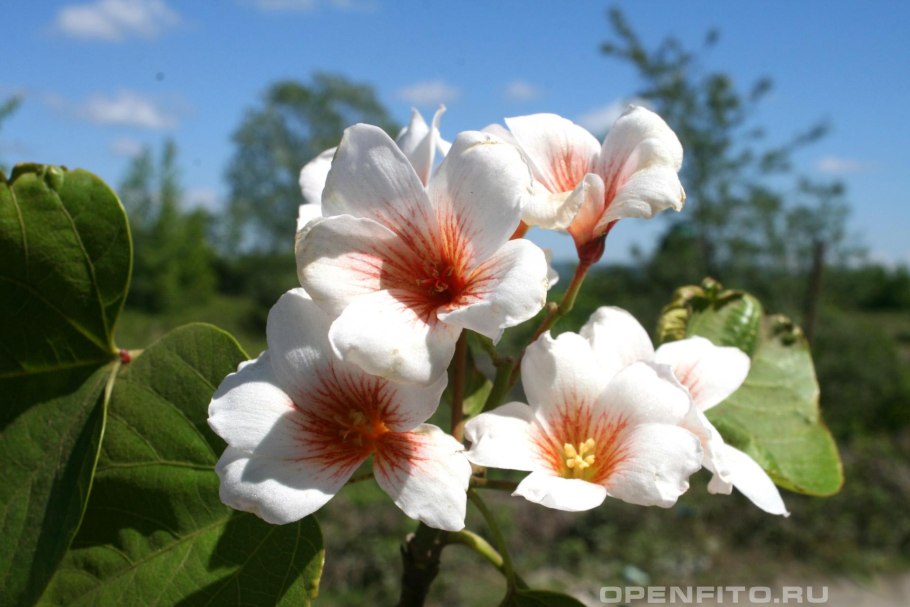 Дерево ши карите