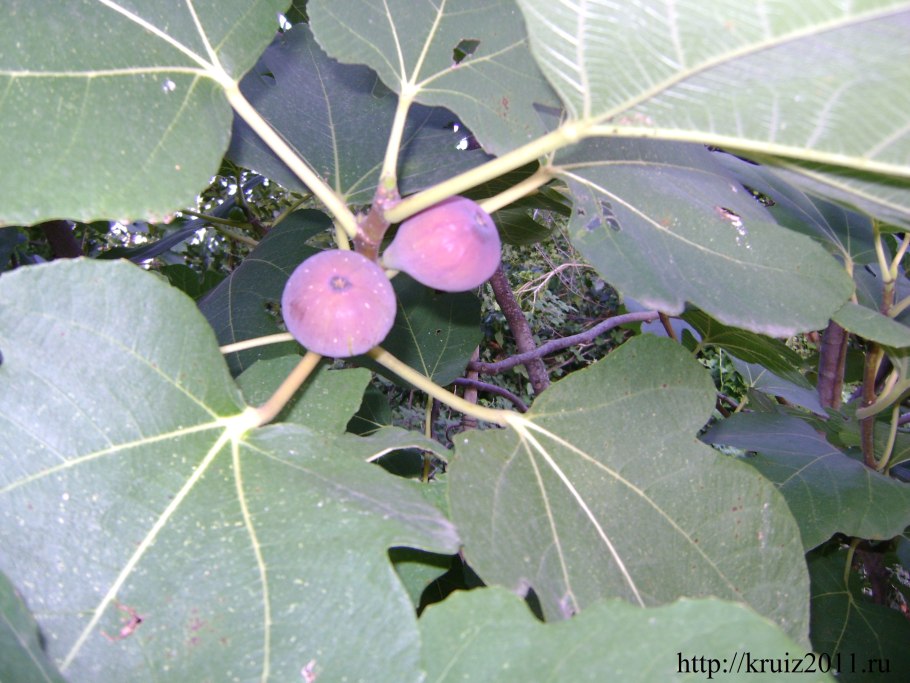 Сальное дерево семейства молочайных