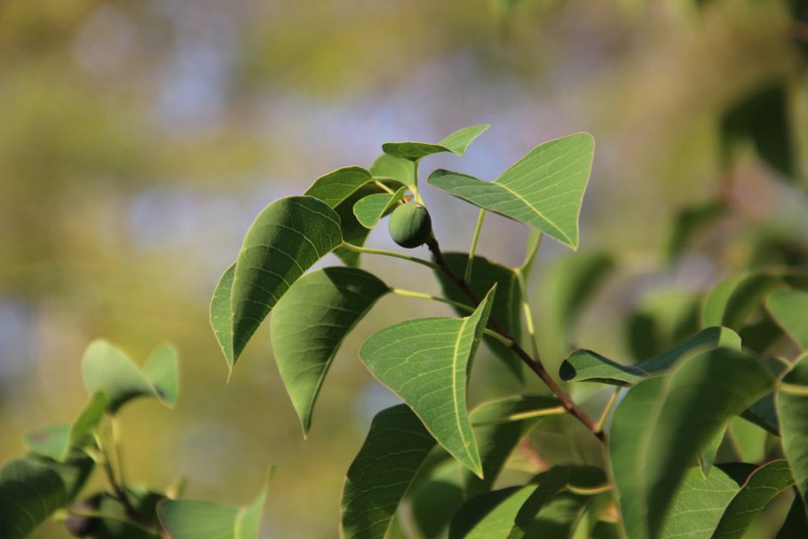 Тунг молуккский