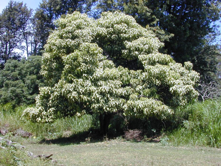 Aleurites fordii