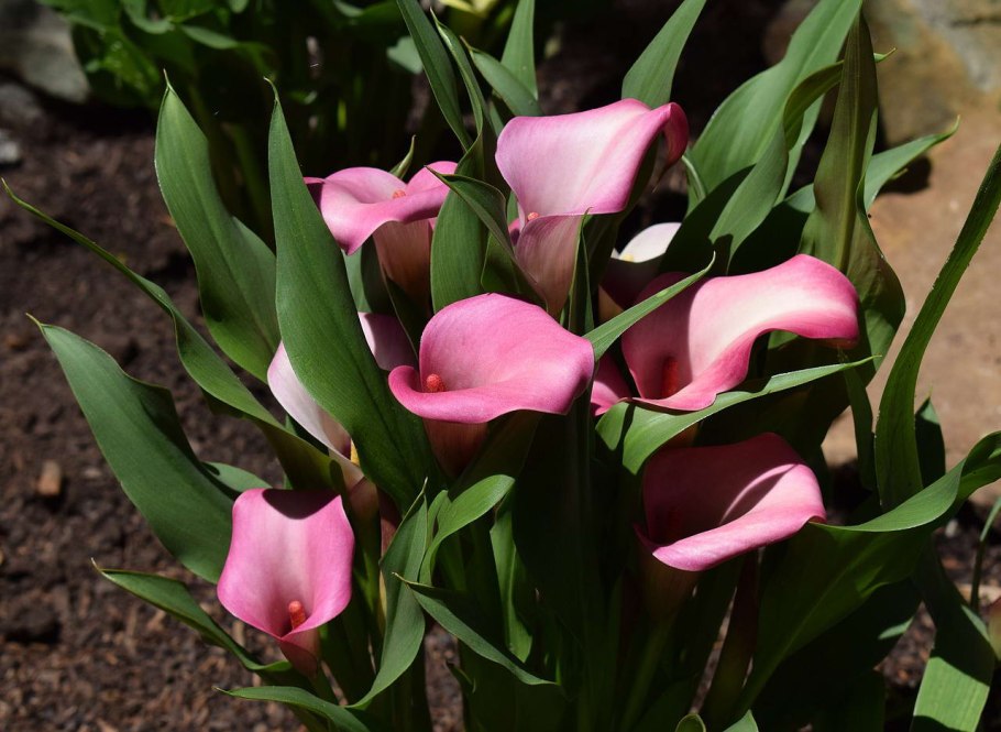 Калла(Zantedeschia) Calgary