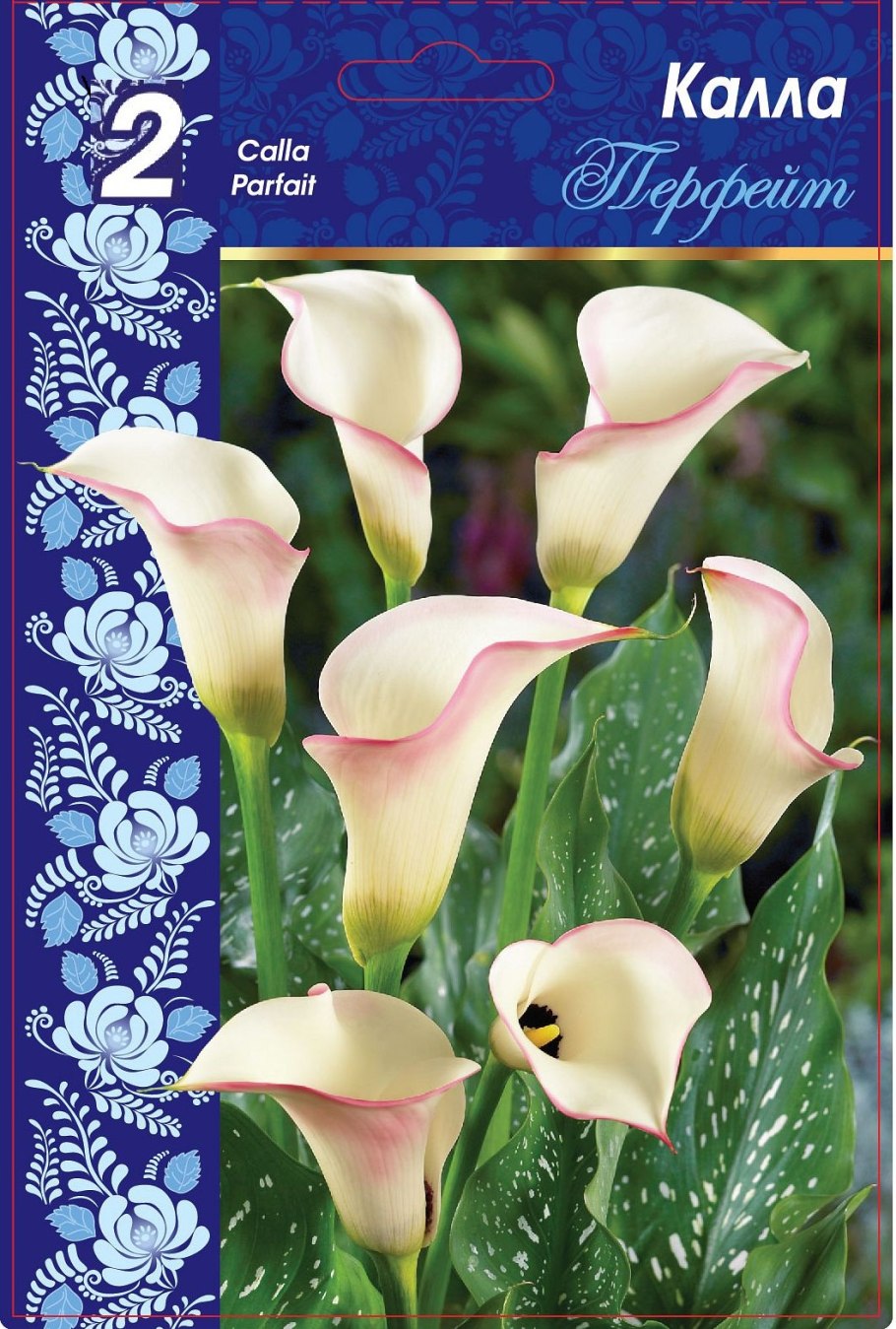 Названия сорта цветка Калла