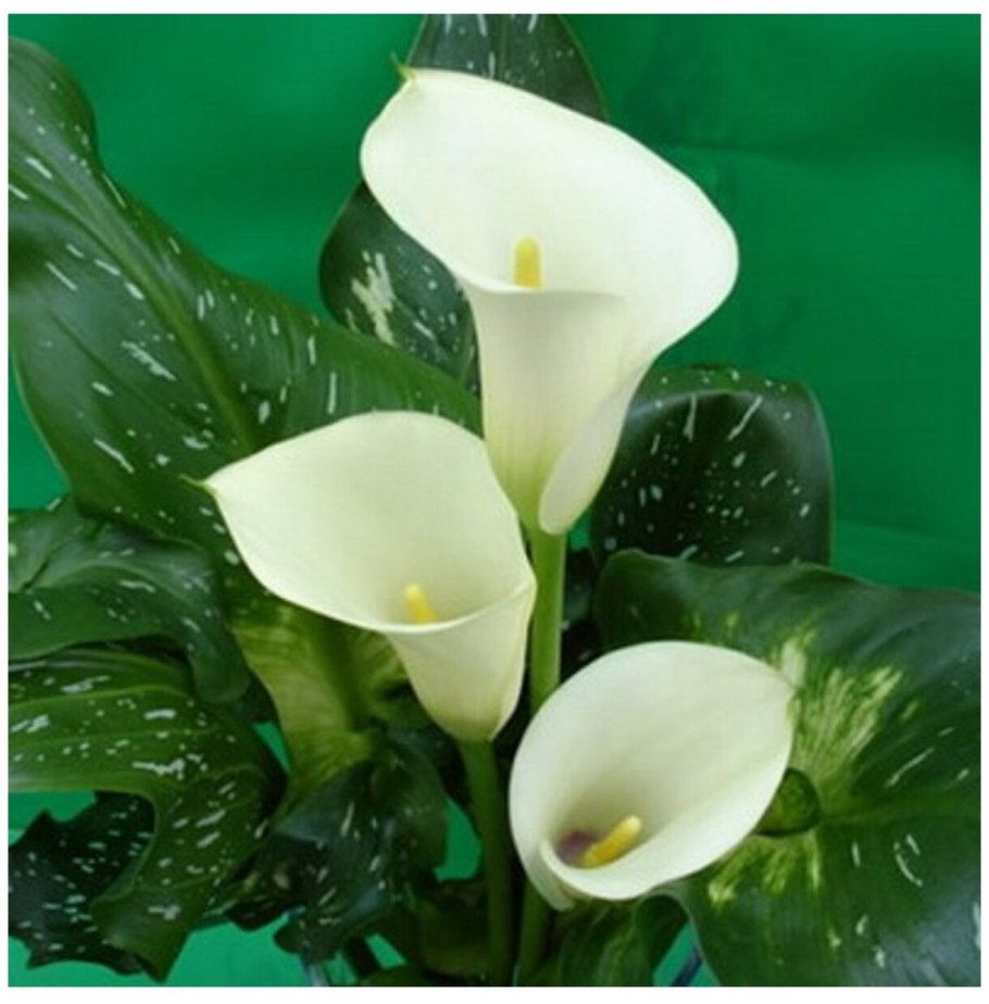 Zantedeschia Odessa Калла