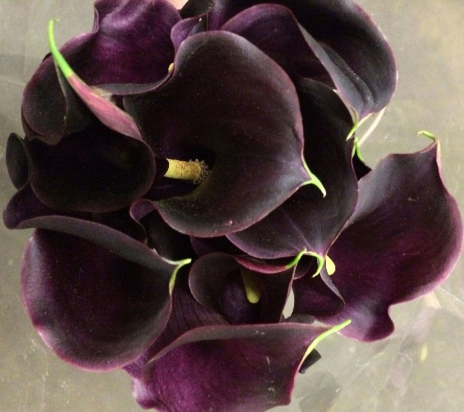 Калла Зантедеския Zantedeschia aethiopica