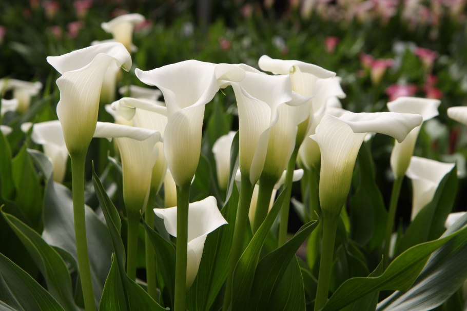 Калла Блэк Форест