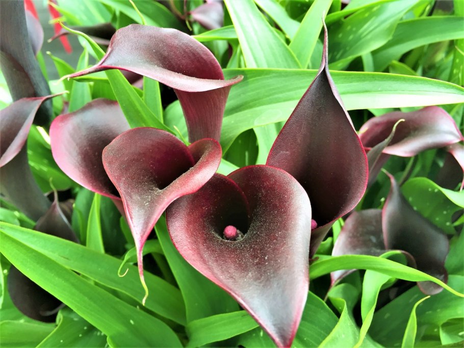 Калла Шарлотта цветок