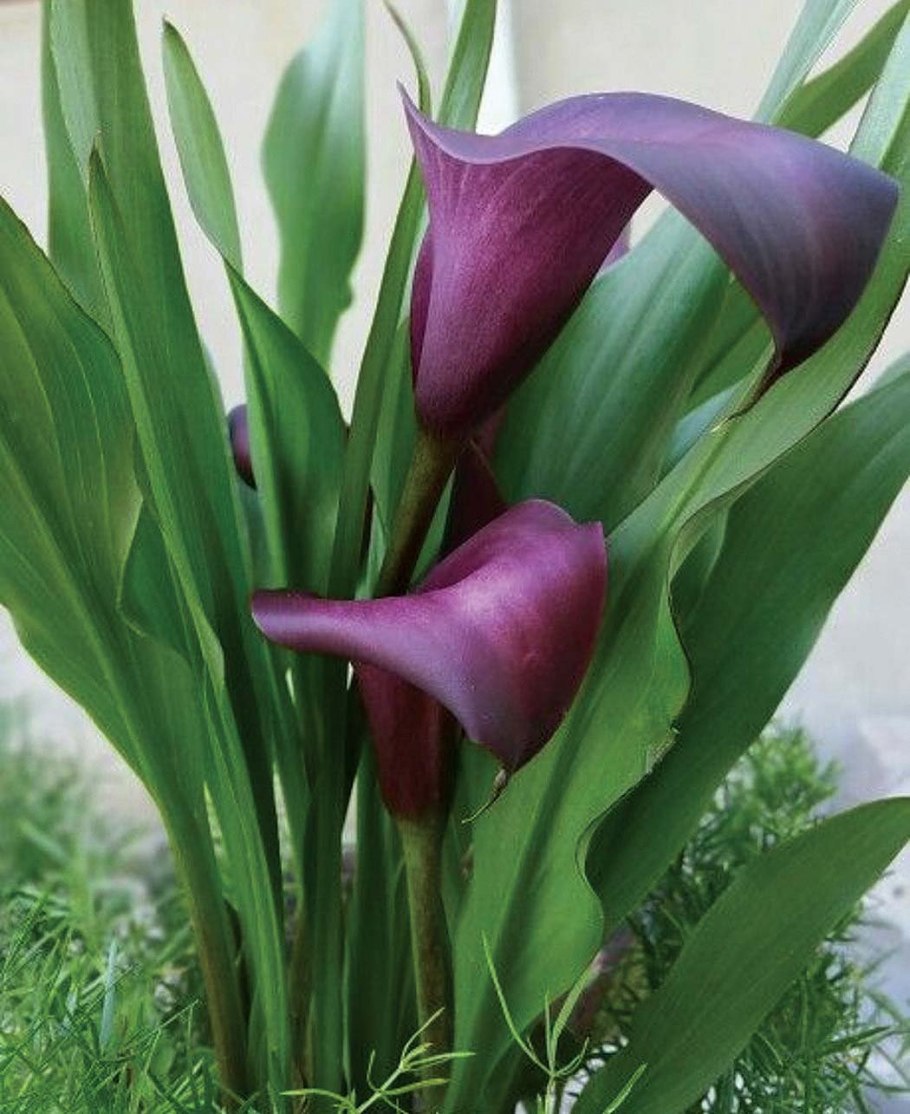 Калла Каптейн Вентура