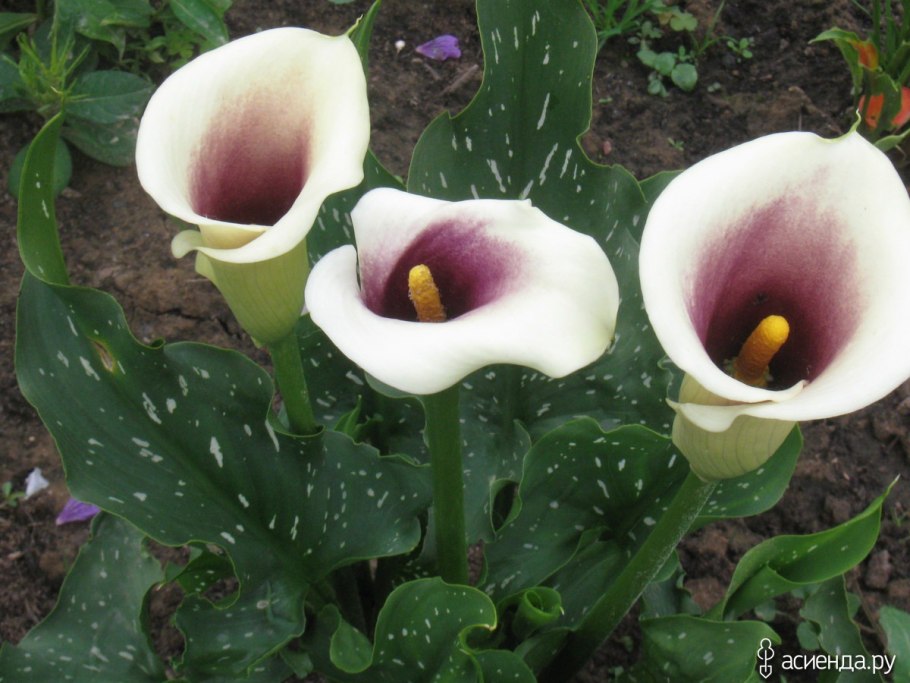 Калла Питерс Прайд