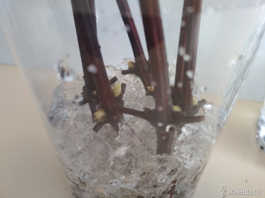 Гортензия крупнолистная черенки