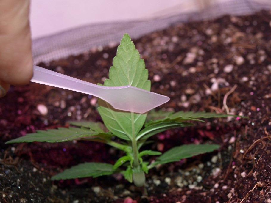 Размножение гортензии отводками