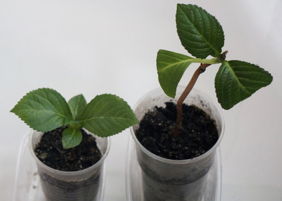 Размножение шиповника отводками летом