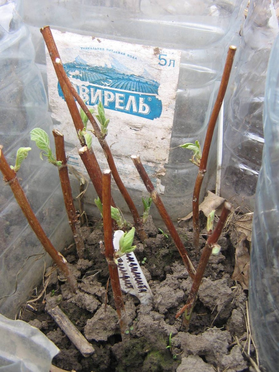 Черенкование гортензии метельчатой