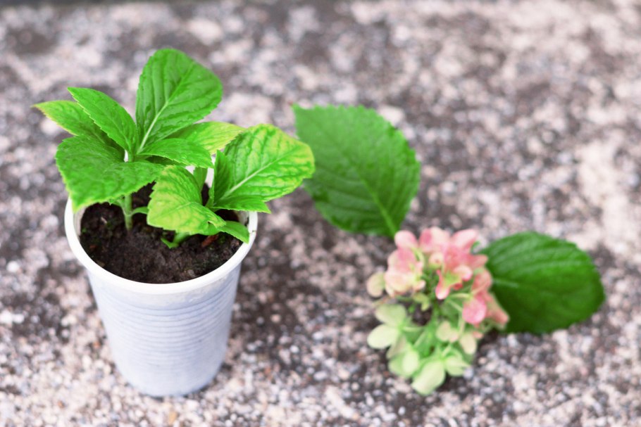 Гортензия черешковая корни