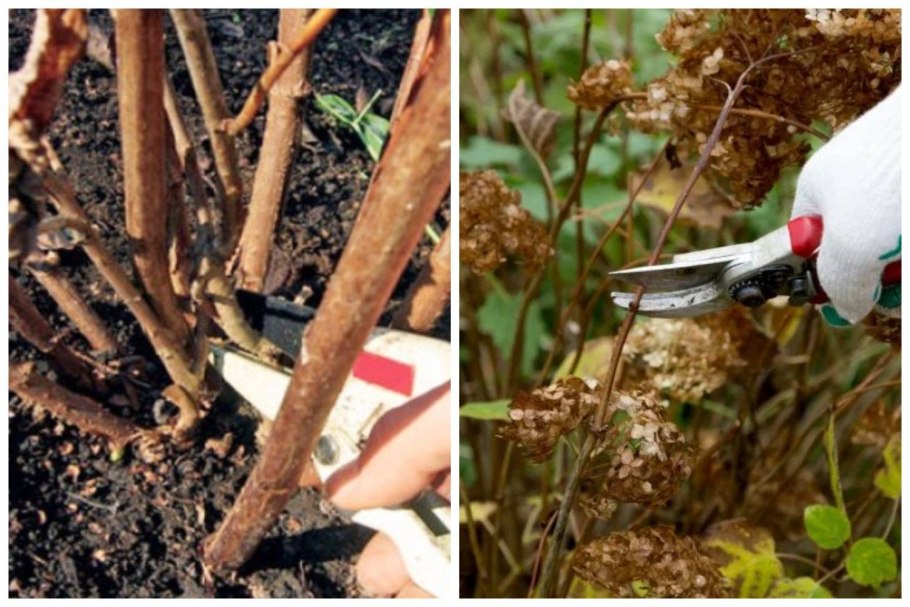 Спирея японская размножение отводками