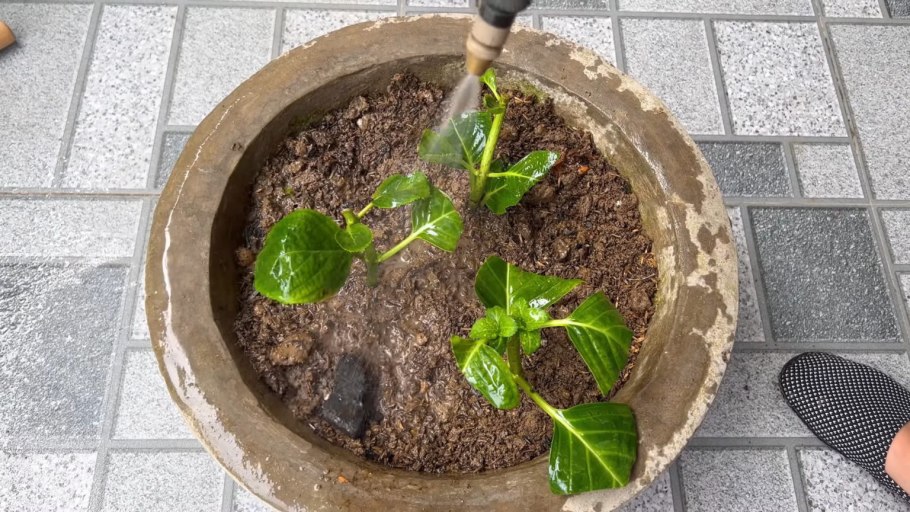 Аглая крупнолистная комнатное