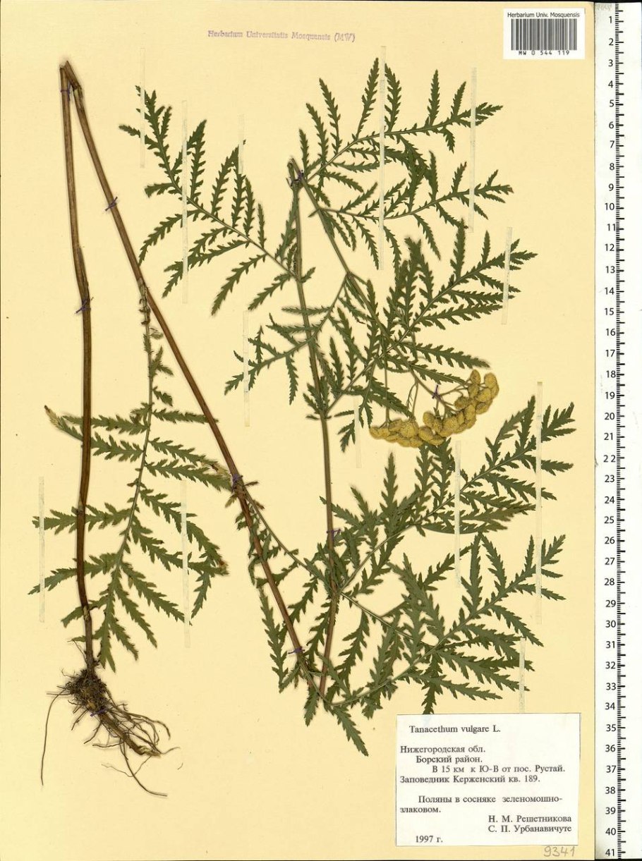 Пижма Луговая букет