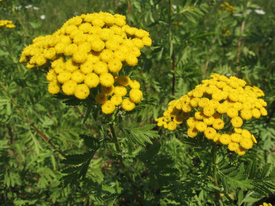 Соцветие пижмы схема