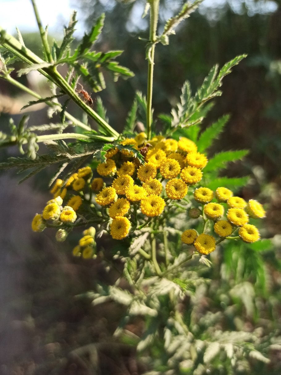 Пижма обыкновенная гербарий