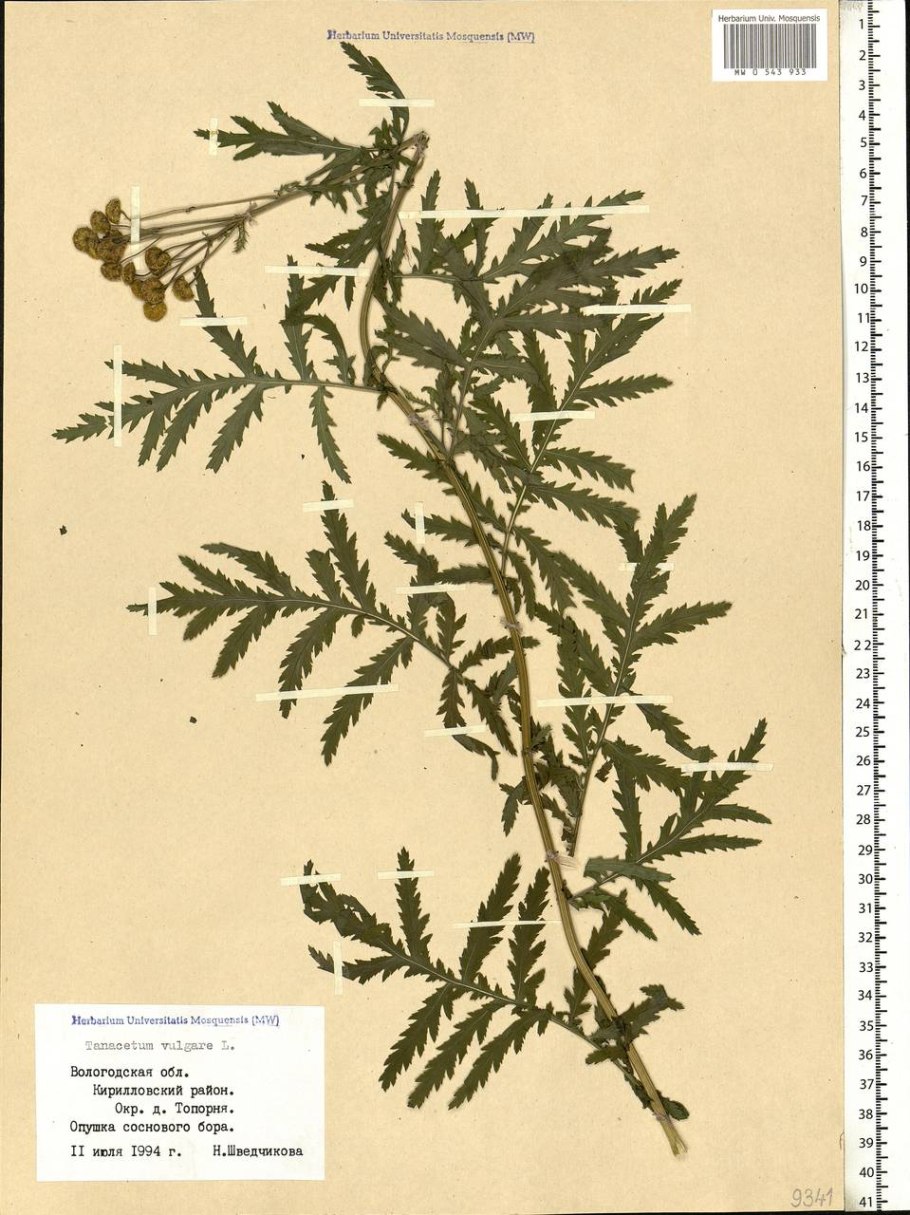 Пижма обыкновенная (Tanacetum vulgare)