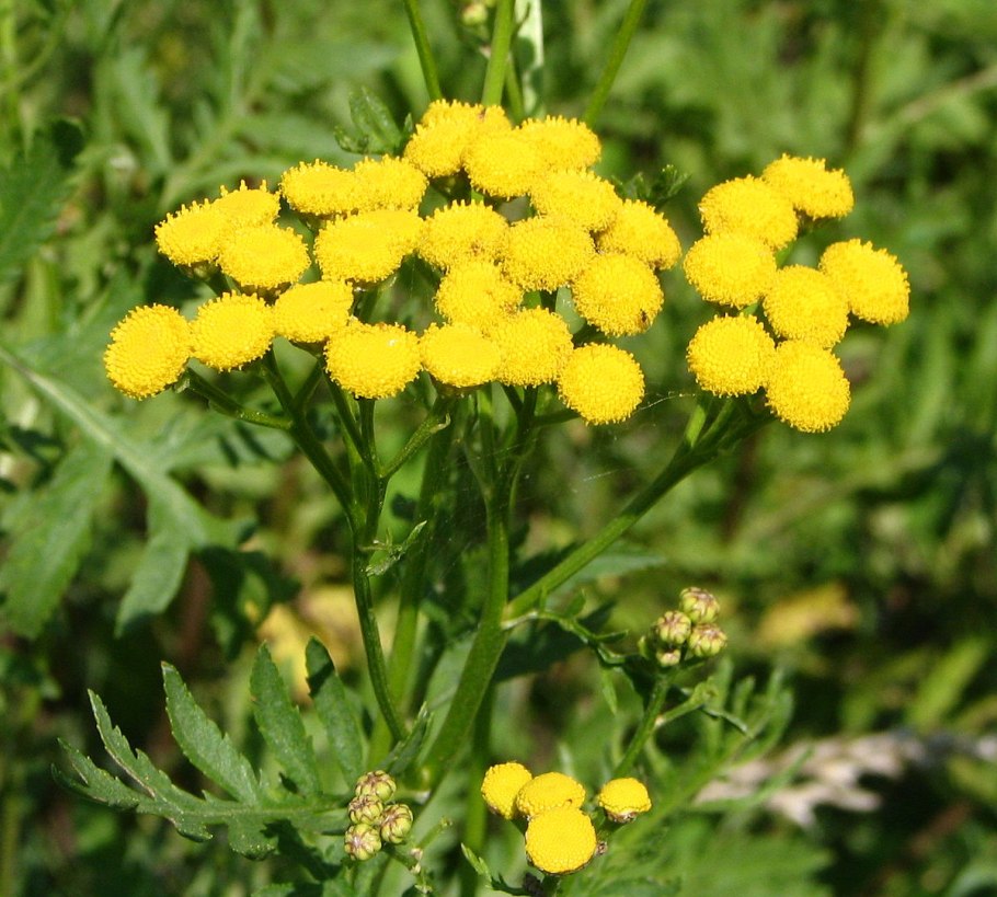 Tanacetum пижма