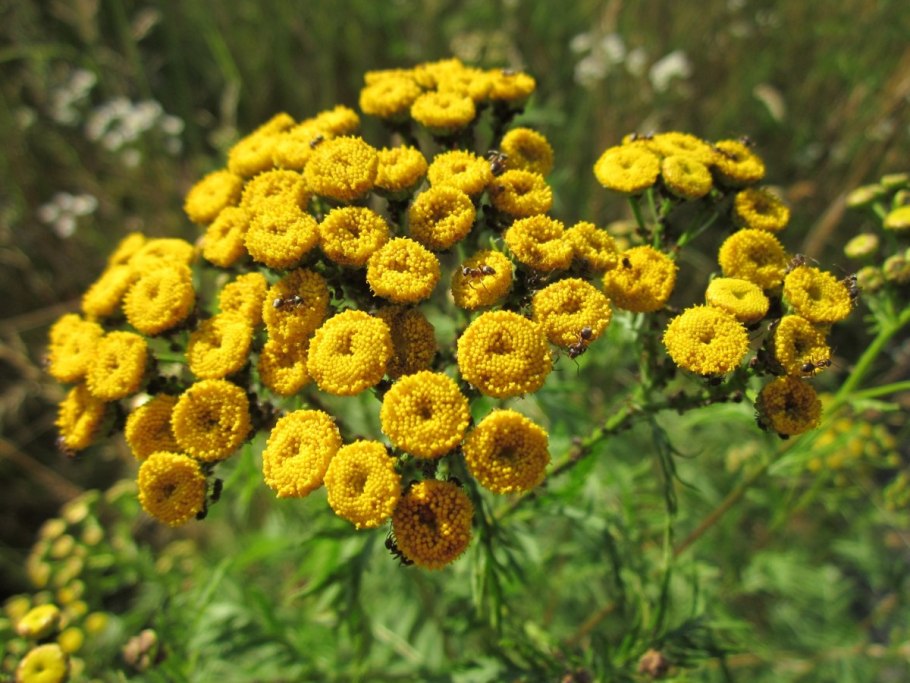 Пижма обыкновенная (Tanacetum vulgare)