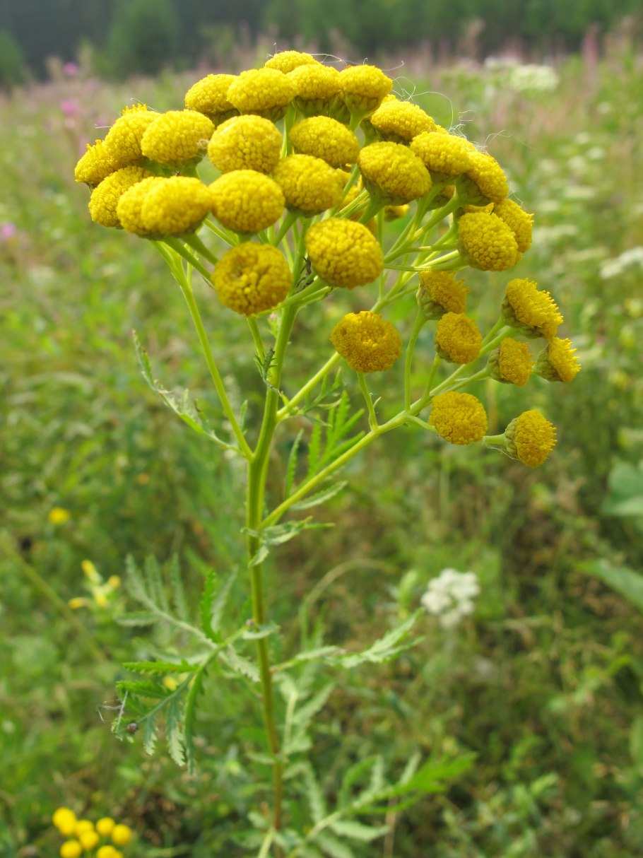 Пижма обыкновенная