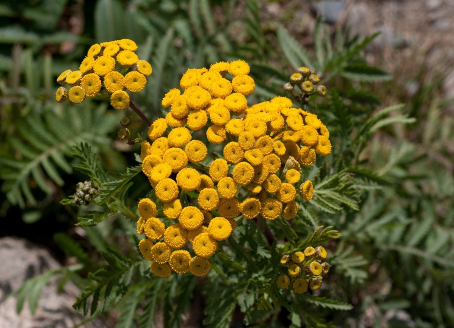 Пижма обыкновенная (Tanacetum vulgare l.)