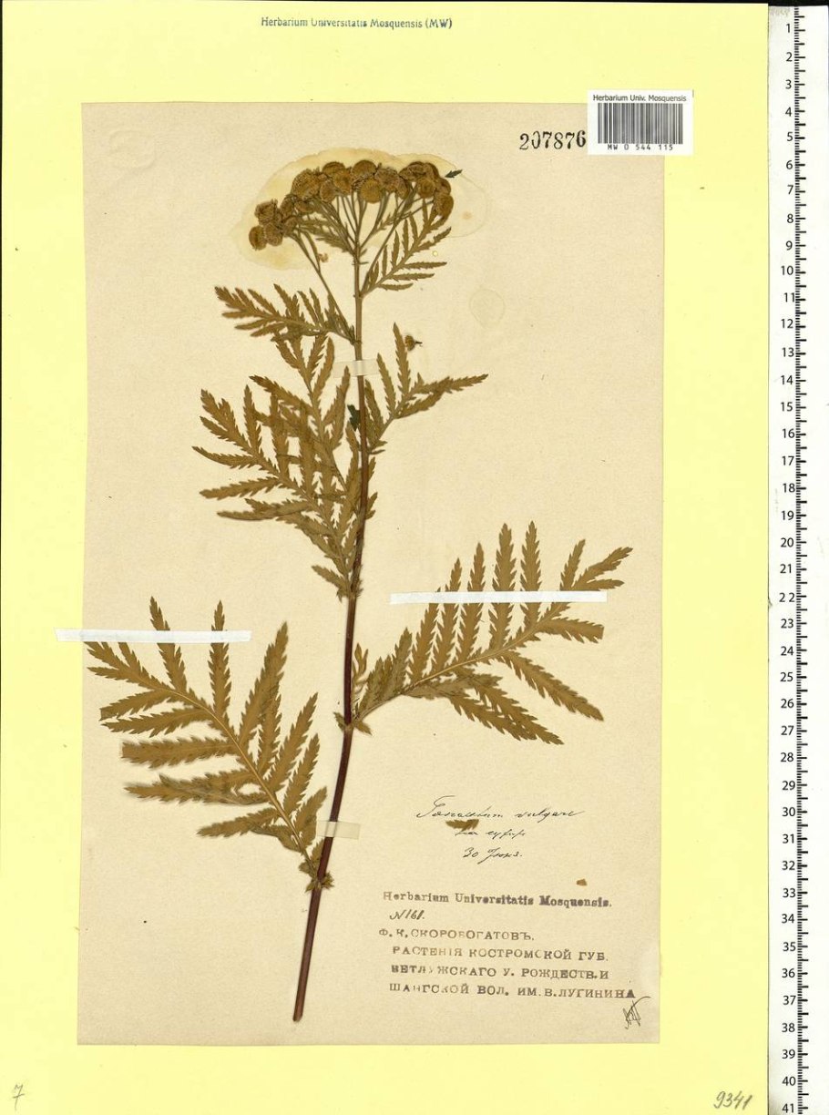 Tanacetum communis
