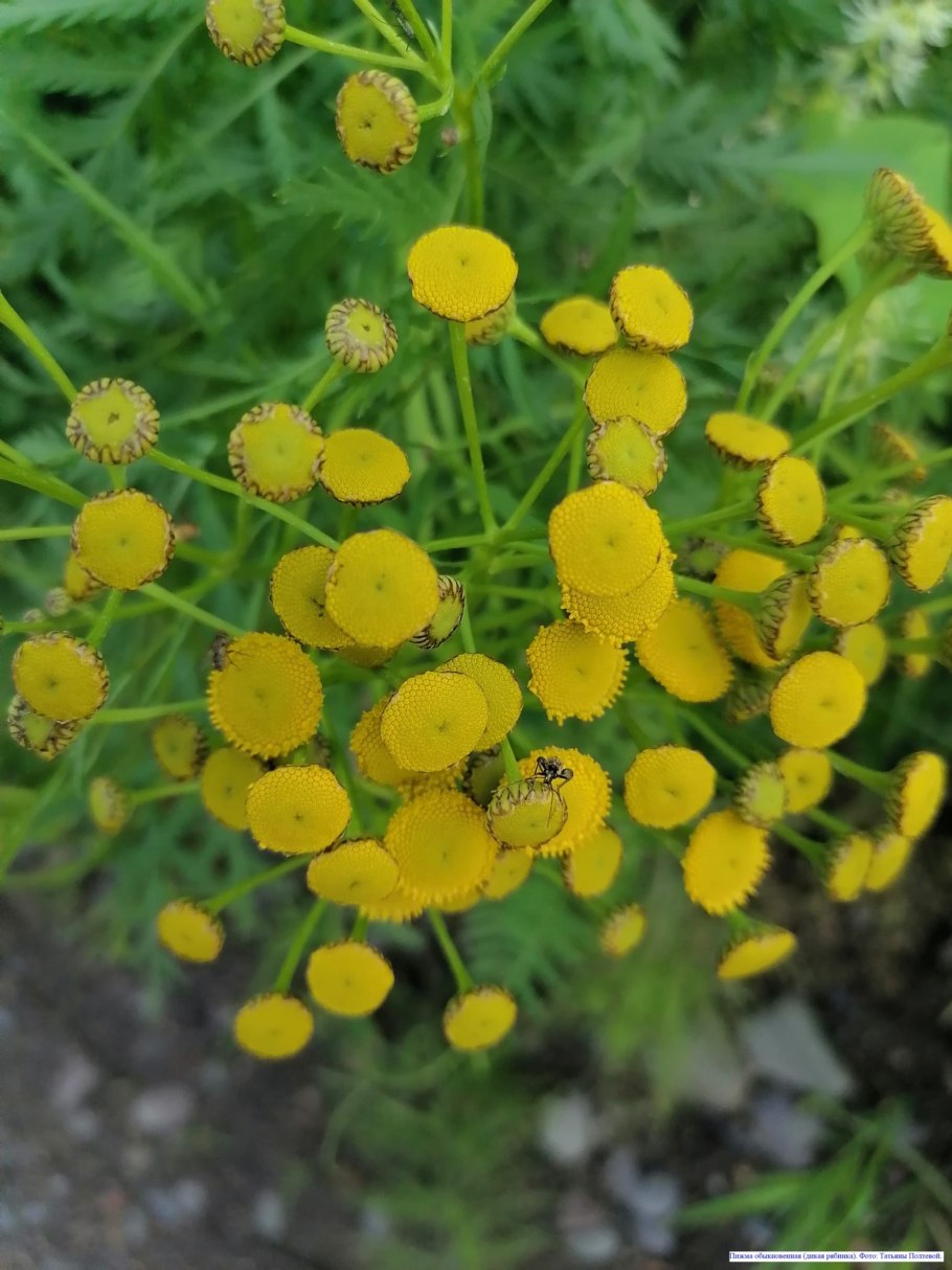 Пижма обыкновенная (Tanacetum vulgare l.)