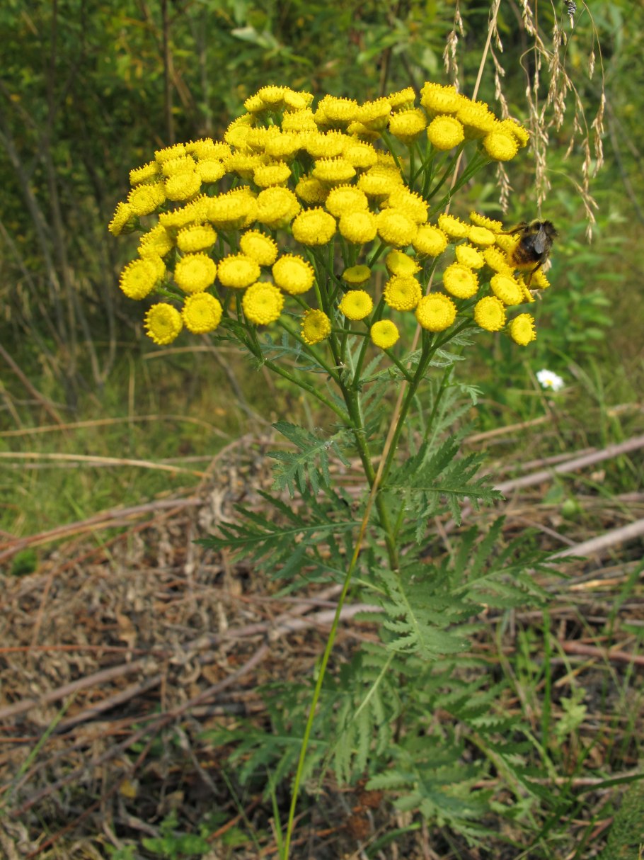 Пижма Дикая рябина