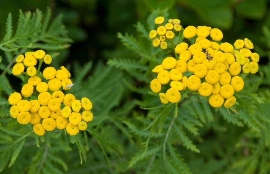 Пижма Дикая Рябинка