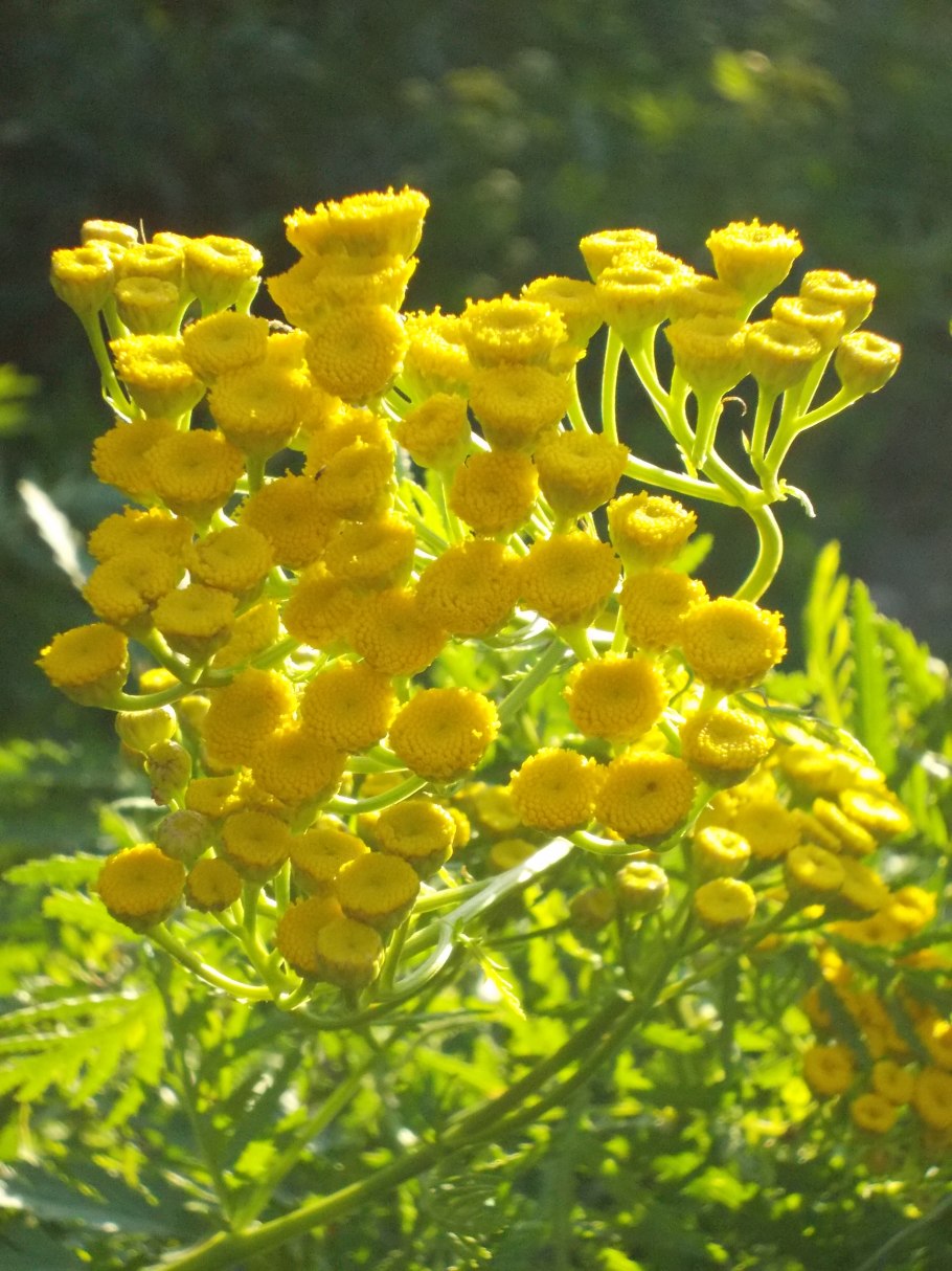 Tanacetum vulgare гербарий
