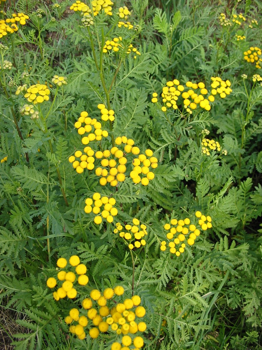 Пижма обыкновенная (Tanacetum vulgare)