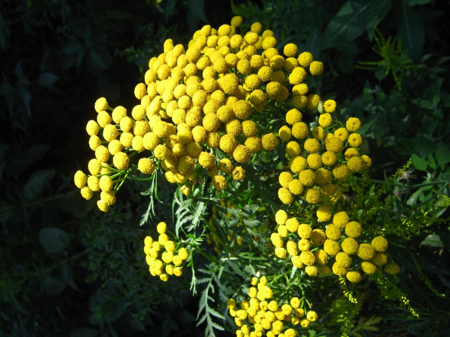 Танацетум вульгаре