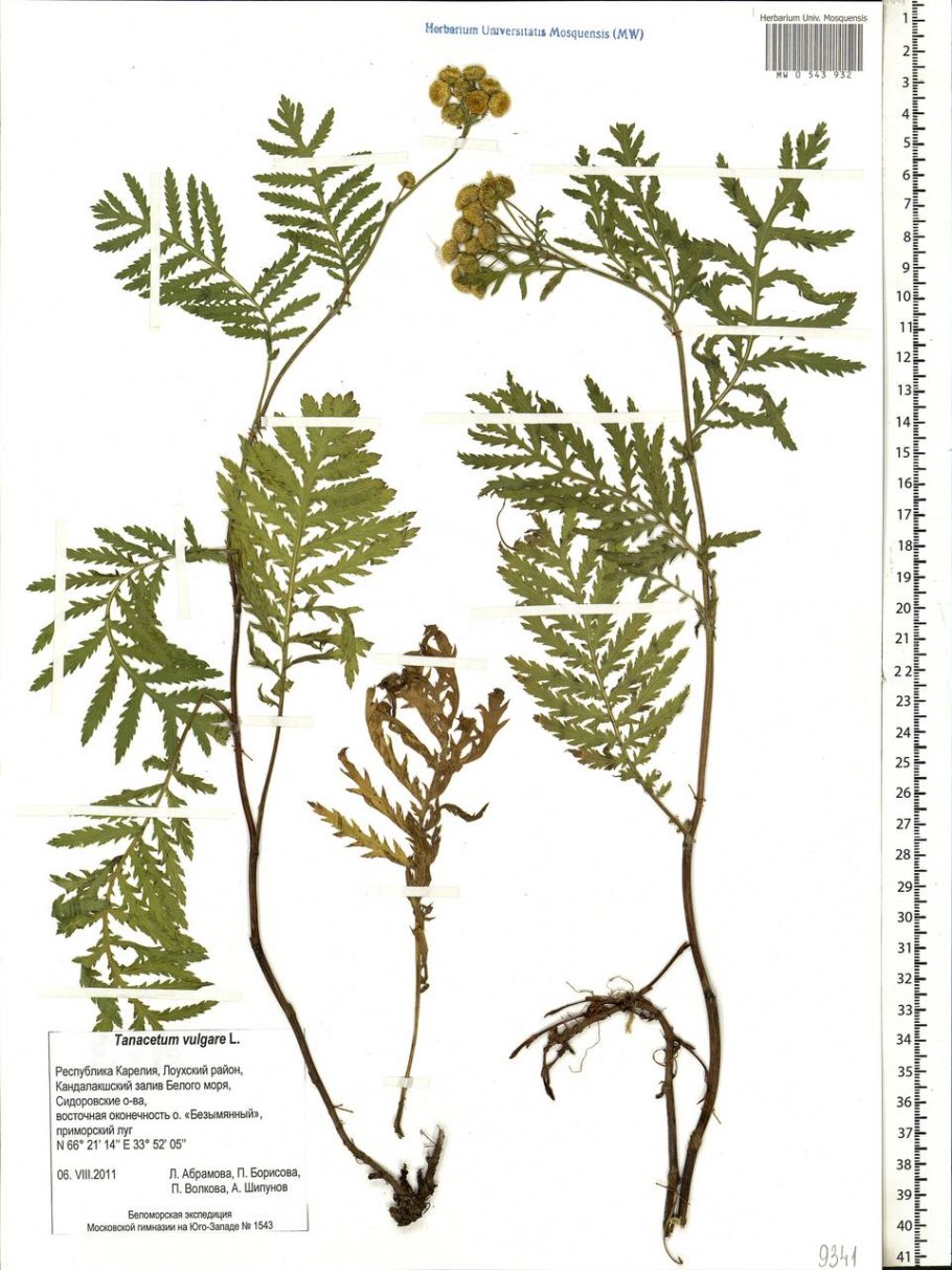Пижма обыкновенная жилкование
