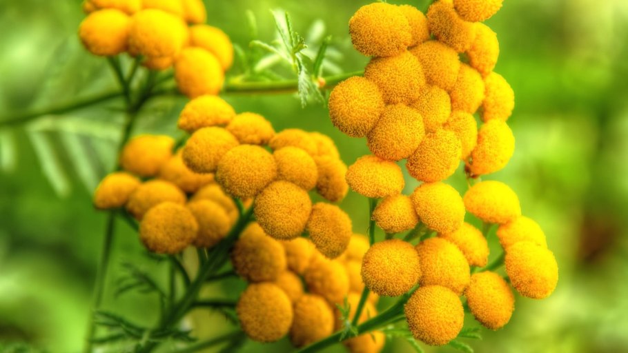 Пижма трава