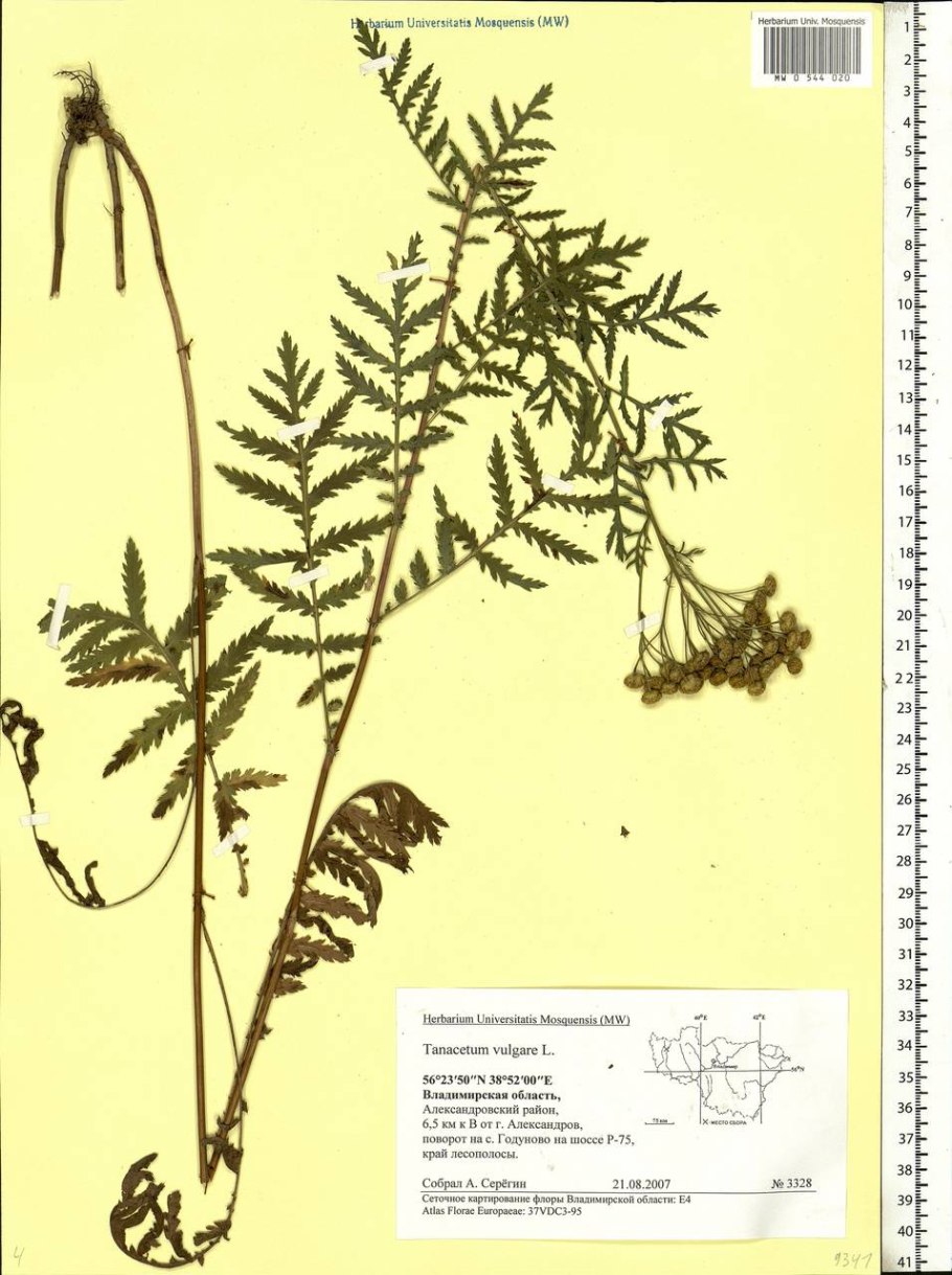 Пижма обыкновенная (Tanacetum vulgare l.)