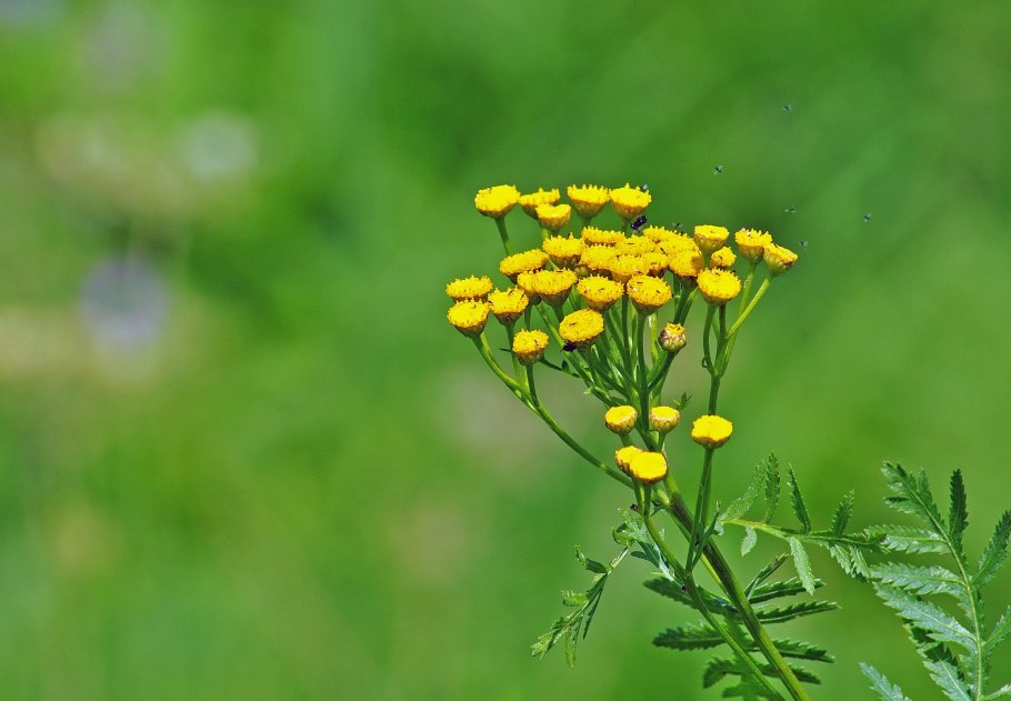 Пижма лекарственное растение
