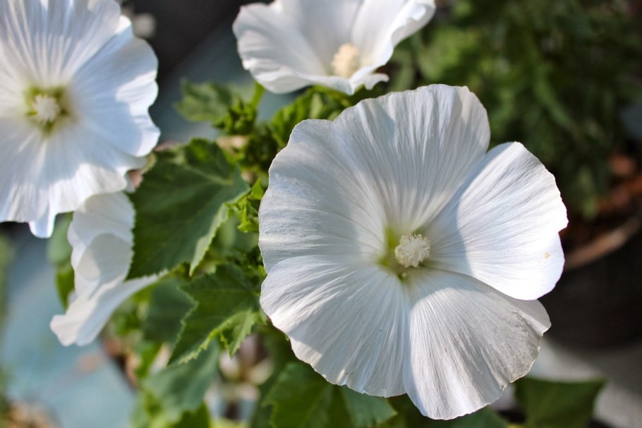 Лаватера невеста