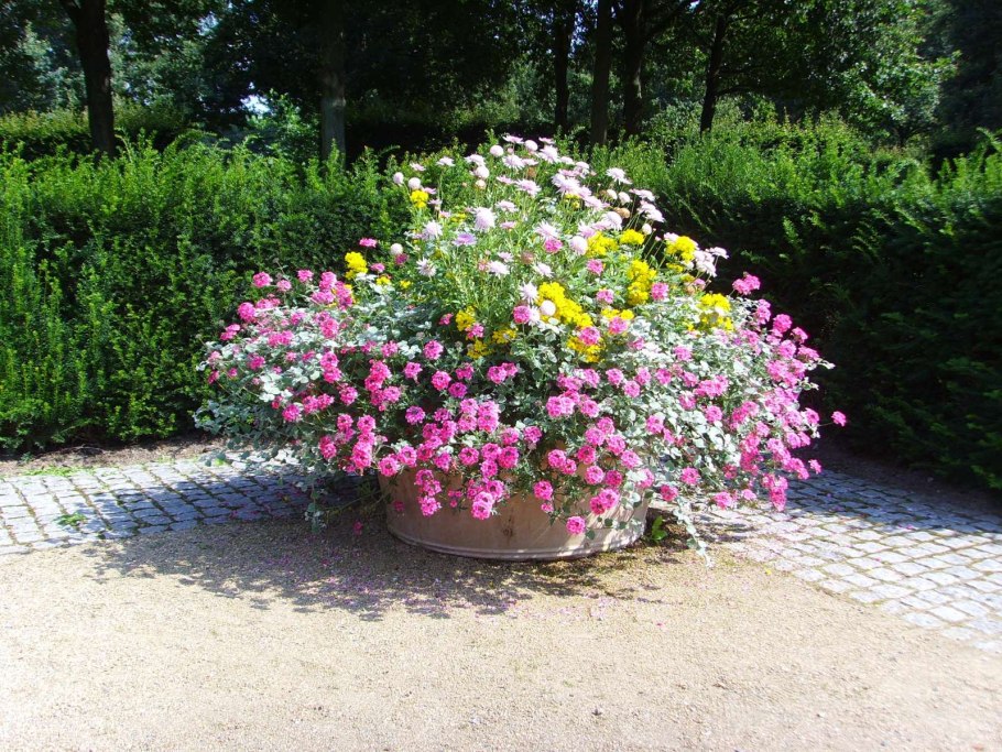 Лаватера Волшебный патефон