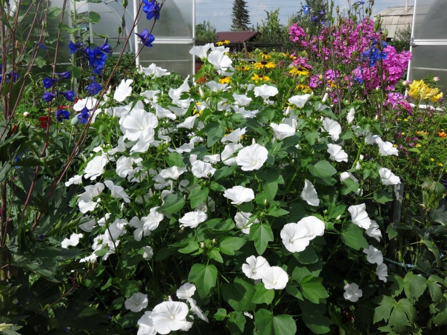 Лаватера Мальвина смесь